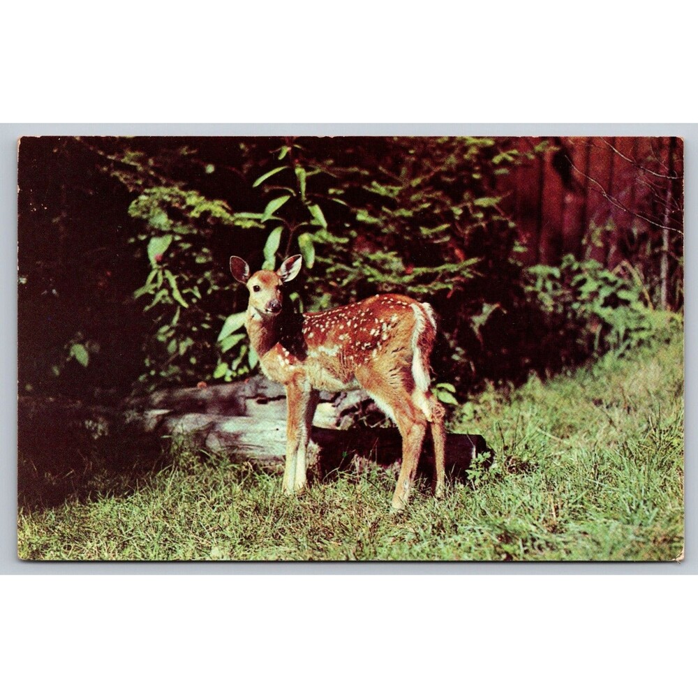 Vintage 1951 Spotted Fawn Postcard L.L. Cook Co. Milwaukee Kodachrome Unused